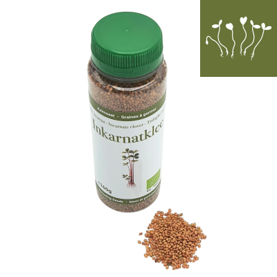 Trèfle incarnat graines à germer bio 160g