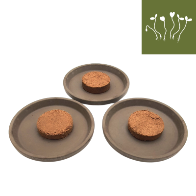 Cultivation set clay saucer grey-brown with germination substrate 3x