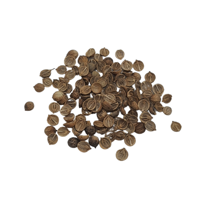 Coriandre graines à germée bio 70g